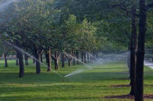 Sprinklers on the Esplanade