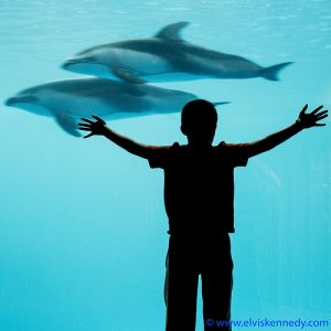 Imitating Dolphins