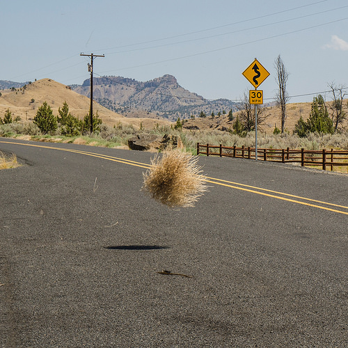 Why do tumbleweeds tumble?