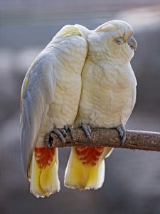 photo credit: Tambako the Jaguar <a href="http://www.flickr.com/photos/8070463@N03/41646042870">Two parrots loving each other</a> via <a href="http://photopin.com">photopin</a> <a href="https://creativecommons.org/licenses/by-nc-nd/2.0/">(license)</a>