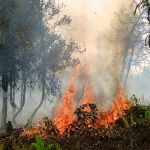 photo credit: CIFOR Forest fire via photopin (license)