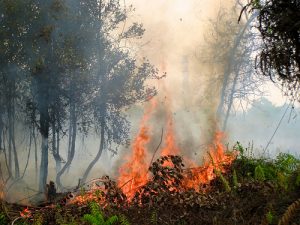 photo credit: CIFOR Forest fire via photopin (license)